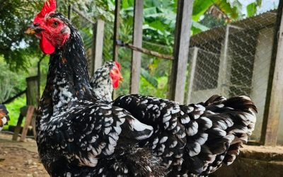 Tudo sobre a Galinha GSB (Sertaneja Balão / Balão de Baixa Grande)