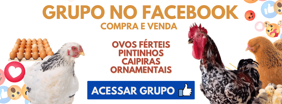 grupo do facebook compra venda ovos e pintinhos 1
