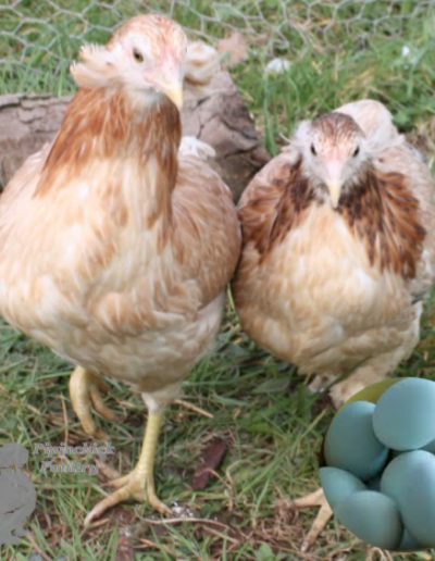 araucana e ovos azuis