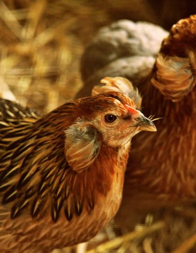 araucana