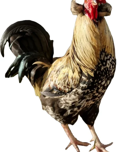 galo araucana