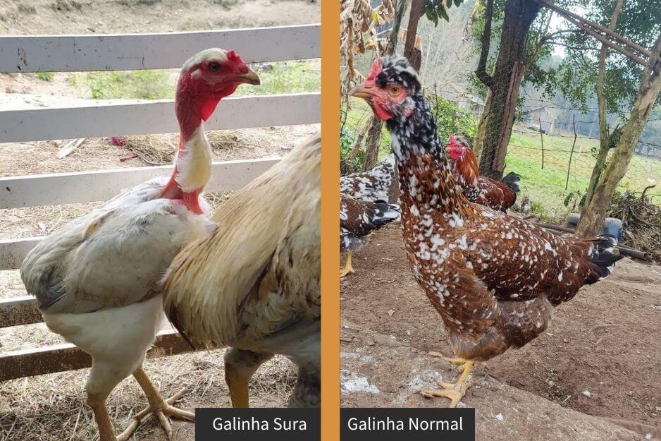 diferença entre galinha sura e galinha normal