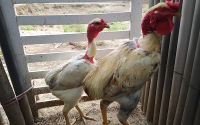 Galinha Sura: o que é galinha “sem rabo” e como reproduzir