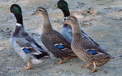 Marreco Rouen: O descendente gigante do Pato Real que é referência em peso e elegância