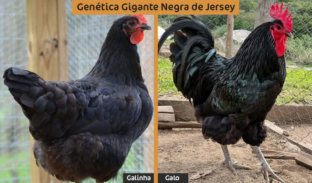 galo e galinha gigante negra de jersey