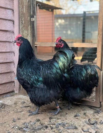 gigante negra de jersey em um galinheiro