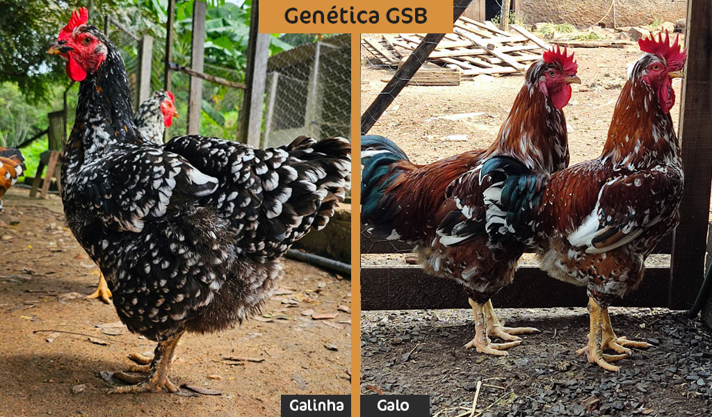 padrão racial da galinha GSB