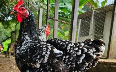 Tudo sobre a Galinha GSB (Sertaneja Balão / Balão de Baixa Grande)