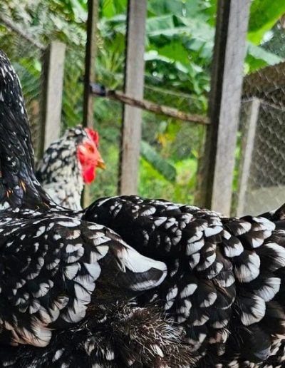 galinha gsb, conhecida por sertaneja balão, solta