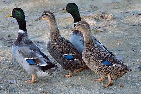 Marreco Rouen: O descendente gigante do Pato Real que é referência em peso e elegância 1 casais de marreco rouen no padrão de cores