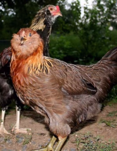 galinha ameraucana com grande barbela e tufos